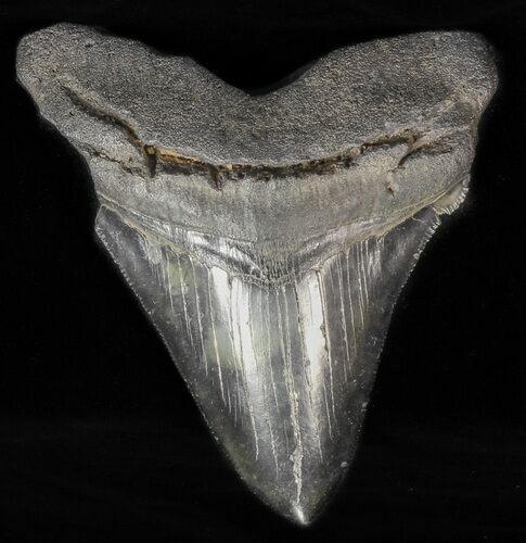 Serrated, Fossil Megalodon Tooth - Georgia #57291